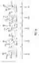 Fig. 16 - Control of computer via distortions of facial geometry