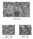 Fig. 02 - Boron nitride and method of producing boron nitride