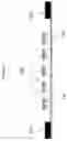 Fig. 06 - Method and apparatus for plasma dicing a semi-conductor wafer