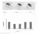 Fig. 02 - Non-membrane feeding device and diet formulation for mosquito colony production