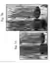 Fig. 08 - Trichoderma compositions and methods of using the same