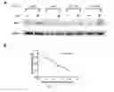 Fig. 02 - Compositions for the administration of APOA1 and dosages