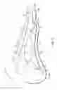 Fig. 06 - Anatomical support method using elongate strap support