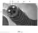 Fig. 02 - Alimentary engagement device