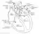 Fig. 01 - Expandable frames and paravalvular leak mitigation systems for implantable prosthetic heart valve devices