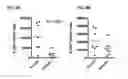Fig. 08 - Treatment of nervous system disorders using combinations of RXR agonists and thyroid hormones