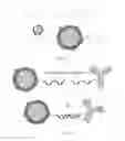 Fig. 22 - NANOPARTICLE FORMULATIONS AND METHODS OF MAKING AND USING THEREOF
