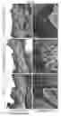 Fig. 09 - DENTAL TREATMENT
