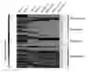 Fig. 01 - Musculoskeletal stem cell and medium for inducing differentiation of musculoskeletal stem cell