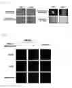 Fig. 06 - Musculoskeletal stem cell and medium for inducing differentiation of musculoskeletal stem cell