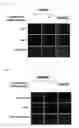 Fig. 07 - Musculoskeletal stem cell and medium for inducing differentiation of musculoskeletal stem cell