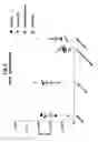 Fig. 09 - Compositions comprising bacterial strains