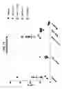 Fig. 13 - Compositions comprising bacterial strains