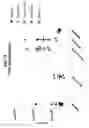 Fig. 14 - Compositions comprising bacterial strains