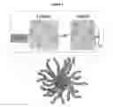Fig. 02 - Antimicrobial composition combinations comprising star shaped peptide polymers