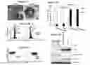 Fig. 03 - Compositions and methods for inducing thrombopoiesis