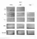 Fig. 06 - Hemostatic compositions and methods of making thereof