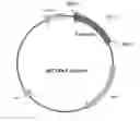 Fig. 01 - Chimeric norovirus P particle and preparation and use thereof