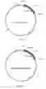 Fig. 02 - Chimeric norovirus P particle and preparation and use thereof