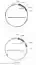 Fig. 03 - Chimeric norovirus P particle and preparation and use thereof