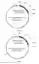Fig. 07 - Chimeric norovirus P particle and preparation and use thereof