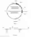 Fig. 08 - Chimeric norovirus P particle and preparation and use thereof