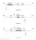 Fig. 09 - Chimeric norovirus P particle and preparation and use thereof