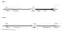 Fig. 01 - EXPRESSION CASSETTES AND METHODS FOR OBTAINING ENTEROVIRUS VIRUS-LIKE PARTICLES