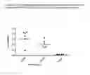 Fig. 06 - EXPRESSION CASSETTES AND METHODS FOR OBTAINING ENTEROVIRUS VIRUS-LIKE PARTICLES