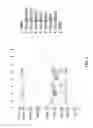 Fig. 09 - CMV vaccines