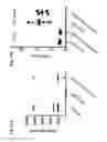 Fig. 30 - CMV vaccines