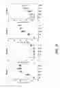 Fig. 33 - CMV vaccines