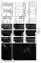 Fig. 10 - Neuronal enhancers