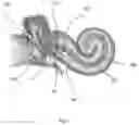 Fig. 02 - INNER EAR APPARATUS