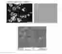 Fig. 04 - THERMOPLASTIC FORMULATIONS FOR ENHANCED PAINTABILITY, TOUGHNESS AND MELT PROCESSABILITY