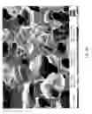 Fig. 04 - Lignin-based carbon foams and composites and related methods