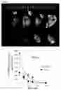 Fig. 07 - Non-selective kinase inhibitors
