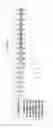 Fig. 3343 - Methods of treating cardiovascular disease with an anti-ASGR antibody or binding fragments thereof