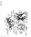 Fig. 44 - Methods of treating cardiovascular disease with an anti-ASGR antibody or binding fragments thereof