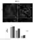 Fig. 06 - NOVEL IGFR-LIKE RECEPTOR AND USES THEREOF