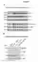 Fig. 09 - NOVEL IGFR-LIKE RECEPTOR AND USES THEREOF