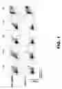 Fig. 02 - MODULATING AUTOIMMUNE DIABETES BY REDUCING OR REMOVING THE RESIDENT MACROPHAGES OF THE ISLETS OF LANGERHANS