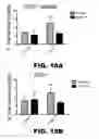 Fig. 20 - MODULATING AUTOIMMUNE DIABETES BY REDUCING OR REMOVING THE RESIDENT MACROPHAGES OF THE ISLETS OF LANGERHANS