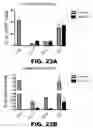Fig. 26 - MODULATING AUTOIMMUNE DIABETES BY REDUCING OR REMOVING THE RESIDENT MACROPHAGES OF THE ISLETS OF LANGERHANS