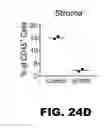 Fig. 30 - MODULATING AUTOIMMUNE DIABETES BY REDUCING OR REMOVING THE RESIDENT MACROPHAGES OF THE ISLETS OF LANGERHANS
