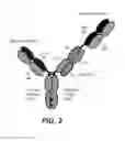 Fig. 06 - Antibodies binding to HLA-A2/WT1