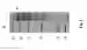Fig. 02 - Method for preparing resistant dextrin by using a starch branching enzyme and a cyclodextrin glycosyltransferase