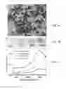 Fig. 02 - Method of coating surfaces with nanoparticles for biological analysis of cells