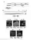 Fig. 07 - Methods for neural conversion of human embryonic stem cells