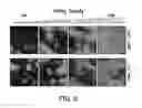 Fig. 08 - Methods for neural conversion of human embryonic stem cells